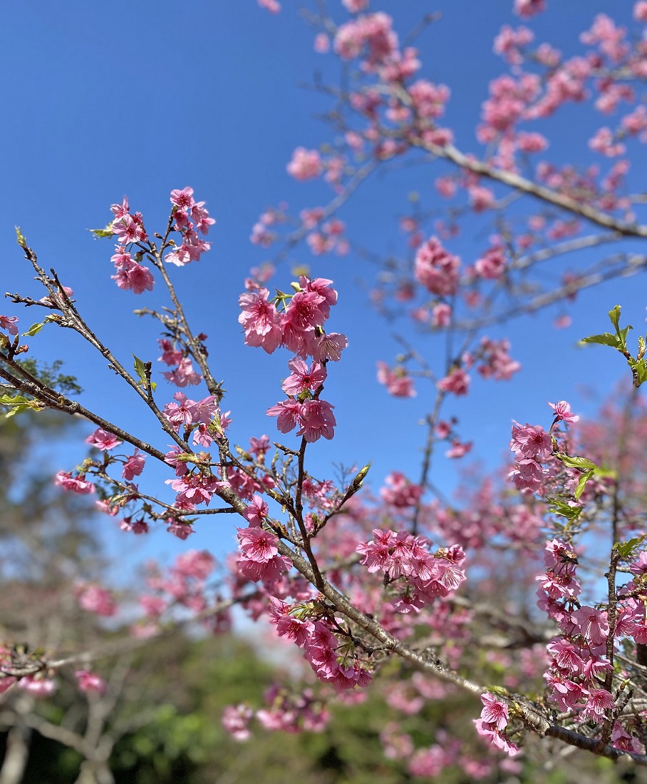 桜満開です 沖縄フジレンタカーは免責補償料 消費税込で格安